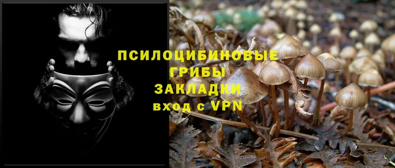 Псилоцибиновые грибы Psilocybine cubensis  Оханск 